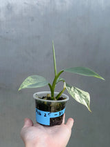 Super Rare Philodendron Silver Sword Variegated Plant - Collectors Plant - Rare Variegated Aroid Live Plant - Exact Same Plant - Us Seller