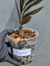 Rare Variegated Pink Raven ZZ Plant Cutting UNROOTED - Zamioculcas Zamiifolia Raven Variegata - Exotic Black & Pink Plant - US Seller