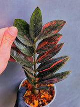 Rare Variegated Pink Raven ZZ Plant Cutting UNROOTED - Zamioculcas Zamiifolia Raven Variegata - Exotic Black & Pink Plant - US Seller