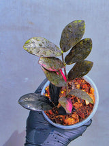 Rare Variegated Pink Raven ZZ Plant Cutting UNROOTED - Zamioculcas Zamiifolia Raven Variegata - Exotic Black & Pink Plant - US Seller