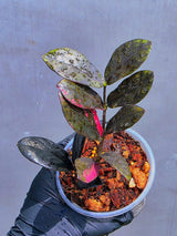 Rare Variegated Pink Raven ZZ Plant Cutting UNROOTED - Zamioculcas Zamiifolia Raven Variegata - Exotic Black & Pink Plant - US Seller