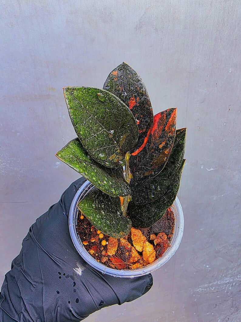 Variegated Pink Raven ZZ Plant Cutting UNROOTED - Rare Zamioculcas Zamiifolia Raven Variegata - Exotic Black & Pink Plant - US Seller
