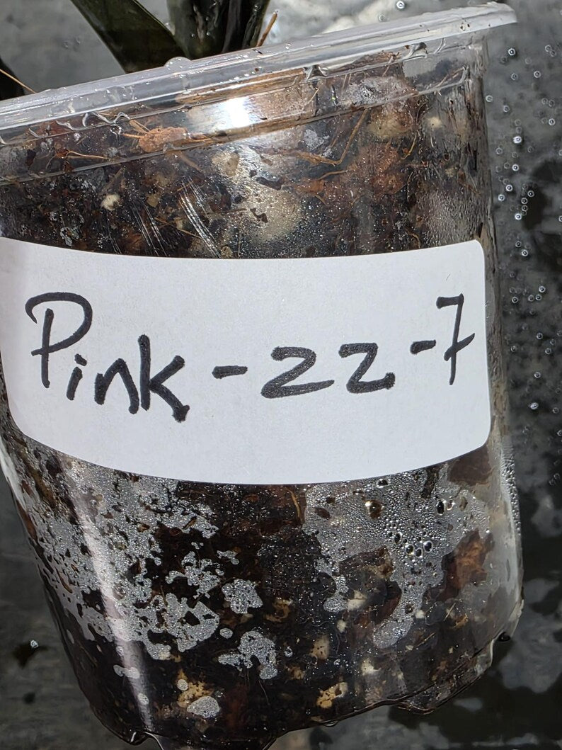 Variegated Pink Raven ZZ Plant Cutting UNROOTED - Rare Zamioculcas Zamiifolia Raven Variegata - Exotic Black & Pink Plant - US Seller
