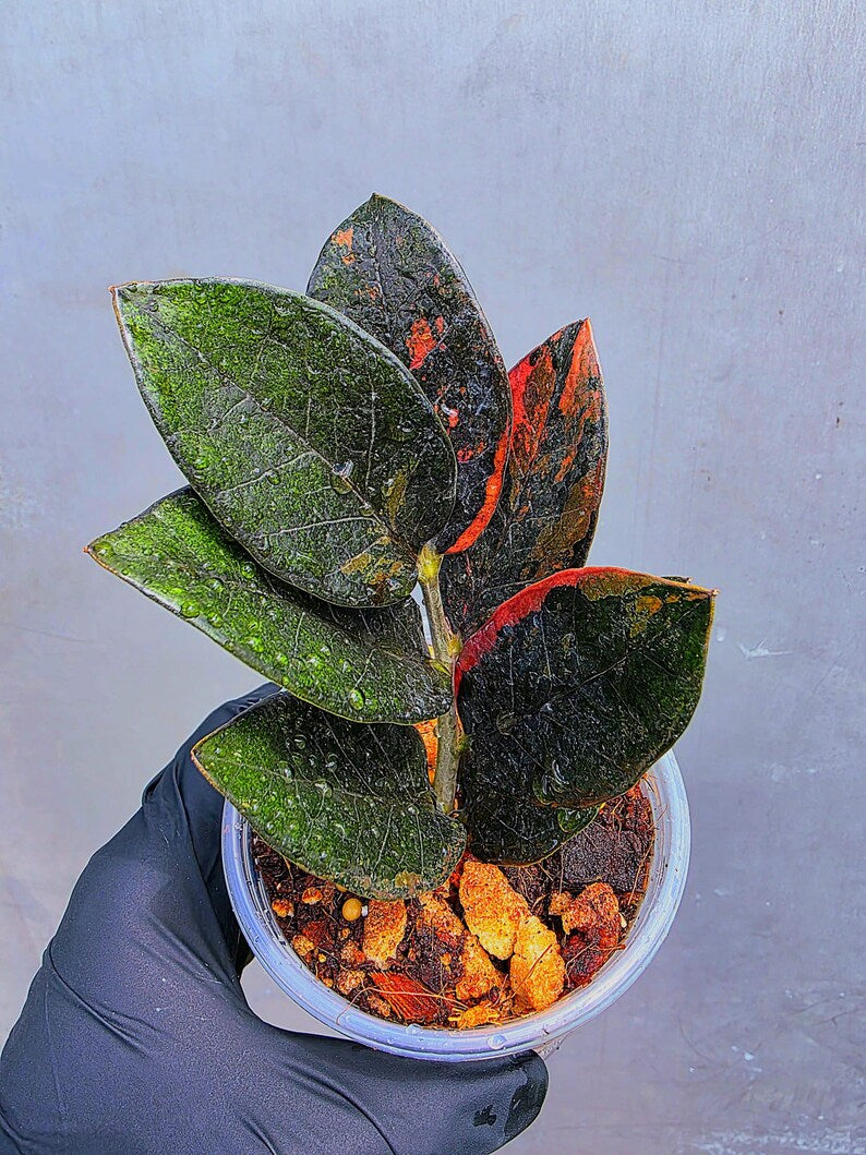 Variegated Pink Raven ZZ Plant Cutting UNROOTED - Rare Zamioculcas Zamiifolia Raven Variegata - Exotic Black & Pink Plant - US Seller
