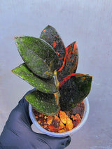 Variegated Pink Raven ZZ Plant Cutting UNROOTED - Rare Zamioculcas Zamiifolia Raven Variegata - Exotic Black & Pink Plant - US Seller