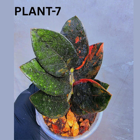 Variegated Pink Raven ZZ Plant Cutting UNROOTED - Rare Zamioculcas Zamiifolia Raven Variegata - Exotic Black & Pink Plant - US Seller