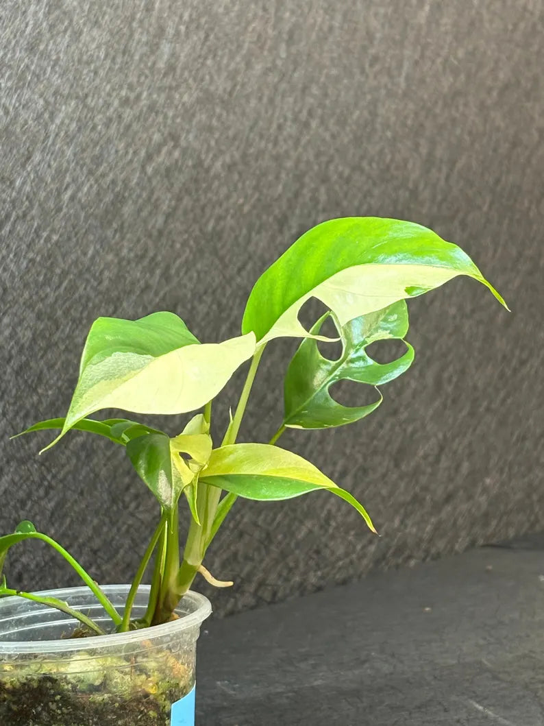 Variegated Rhaphidophora Tetrasperma Albo - Rare Collector Plant - Exact SAME Plant - US Seller