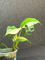 Variegated Rhaphidophora Tetrasperma Albo - Rare Collector Plant - Exact SAME Plant - US Seller