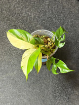 Variegated Rhaphidophora Tetrasperma Albo - Rare Collector Plant - Exact SAME Plant - US Seller
