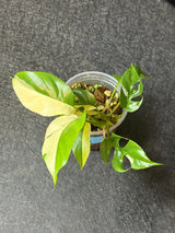 Variegated Rhaphidophora Tetrasperma Albo - Rare Collector Plant - Exact SAME Plant - US Seller