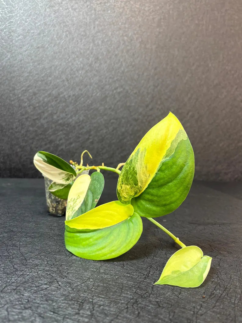 Scindapsus Jade Satin Variegated - Rare Tropical Plant - EXACT Plant - US Seller