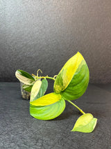 Scindapsus Jade Satin Variegated - Rare Tropical Plant - EXACT Plant - US Seller