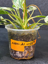 RARE Variegated Epipremnum Pinnatum Albo - Exact SAME Plant - US Seller