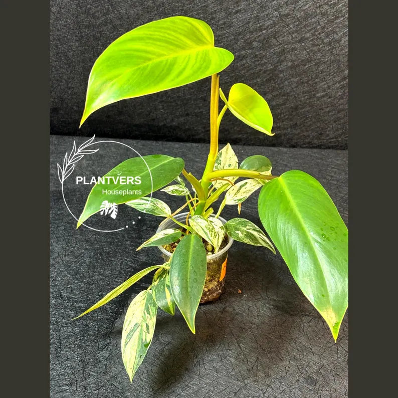 RARE Variegated Epipremnum Pinnatum Albo - Exact SAME Plant - US Seller