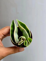 Variegated Hindu Rope in 2” Nursery Pot - Hoya Carnosa Compacta Variegated - Rare Indoor Plant - Curling Rope Plant