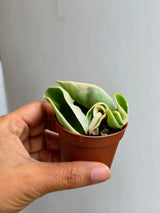 Variegated Hindu Rope in 2” Nursery Pot - Hoya Carnosa Compacta Variegated - Rare Indoor Plant - Curling Rope Plant