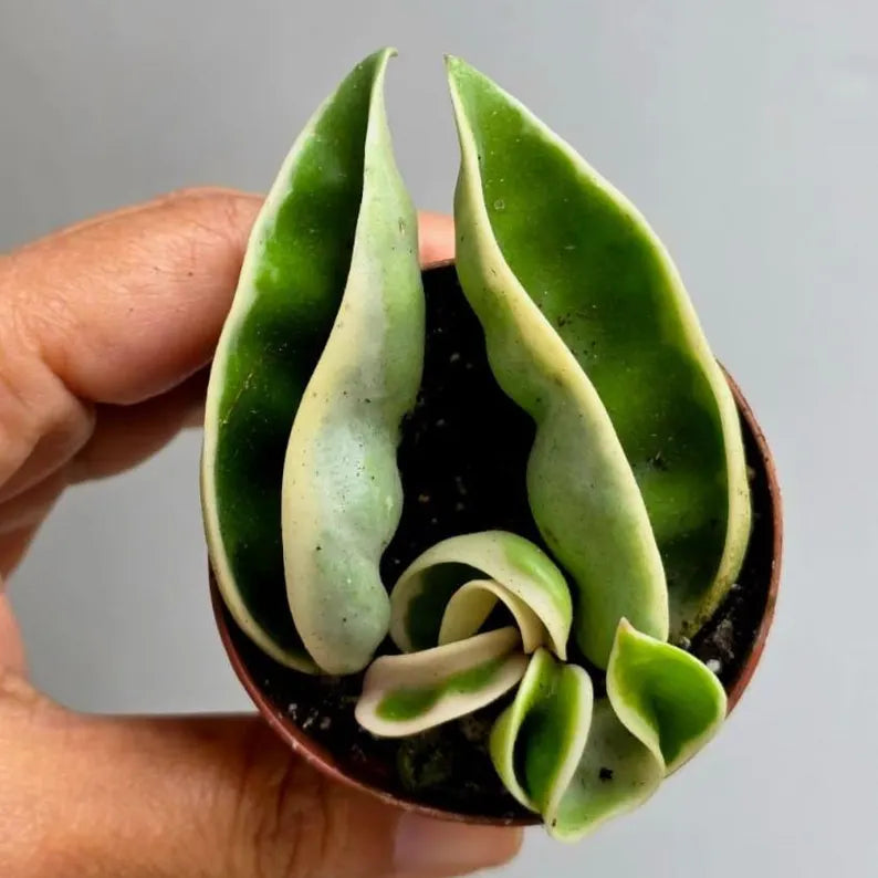 Variegated Hindu Rope in 2” Nursery Pot - Hoya Carnosa Compacta Variegated - Rare Indoor Plant - Curling Rope Plant
