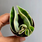 Variegated Hindu Rope in 2” Nursery Pot - Hoya Carnosa Compacta Variegated - Rare Indoor Plant - Curling Rope Plant