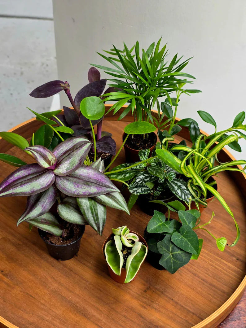 Set of 10 Tropical Indoor Plants in 2” Nursery Pots - Live Houseplant Collection - Assorted Mini Plants - Indoor Plant Bundle - Gift Set