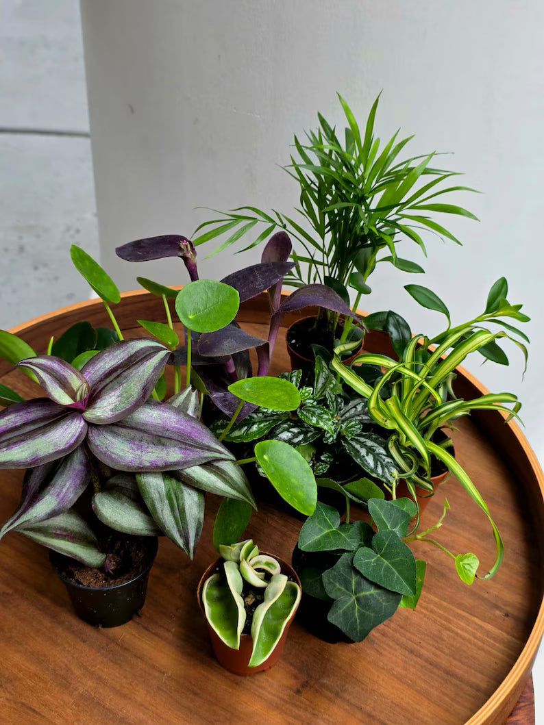 Set of 10 Tropical Indoor Plants in 2” Nursery Pots - Live Houseplant Collection - Assorted Mini Plants - Indoor Plant Bundle - Gift Set
