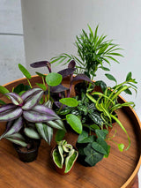 Set of 10 Tropical Indoor Plants in 2” Nursery Pots - Live Houseplant Collection - Assorted Mini Plants - Indoor Plant Bundle - Gift Set