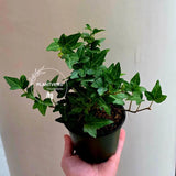 Green Ivy in 4" Pot - Hedera Helix Indoor Houseplant - Easy Care Tropical Houseplant - Air Purifying Plant