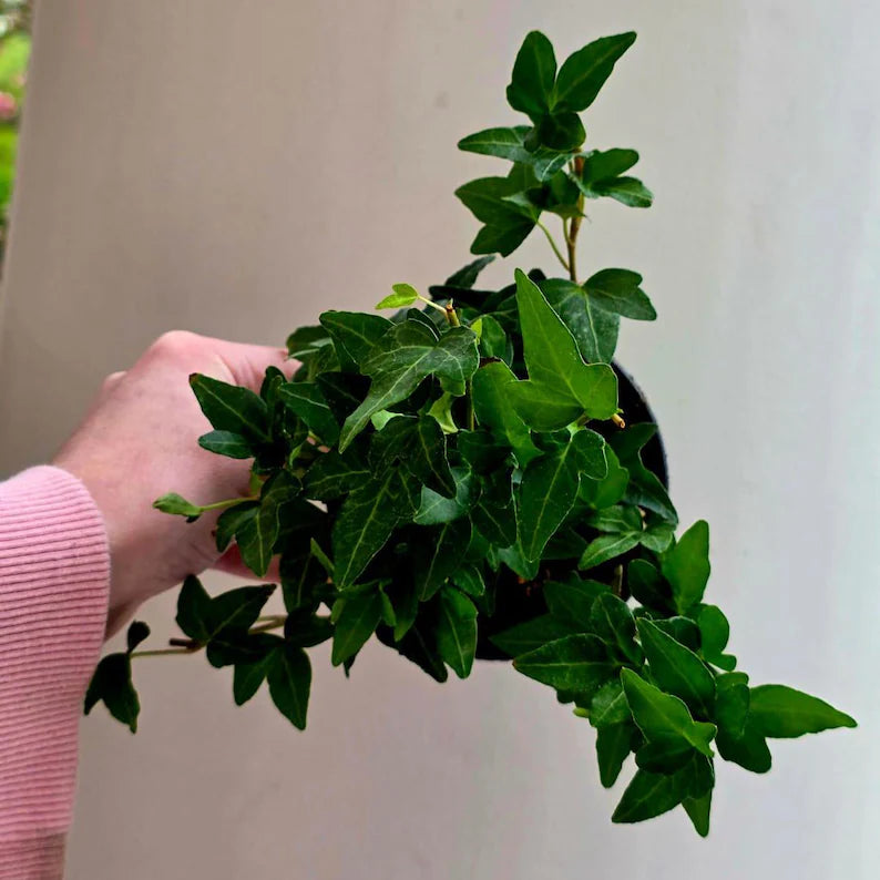 Green Ivy in 4" Pot - Hedera Helix Indoor Houseplant - Easy Care Tropical Houseplant - Air Purifying Plant
