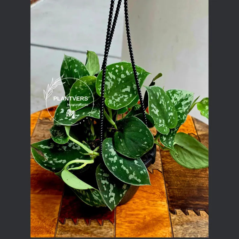Silver Satin Pothos in 4" Hanging Basket - Scindapsus Pictus Live Plant - Rare Trailing Indoor Vine - Easy Care Plant