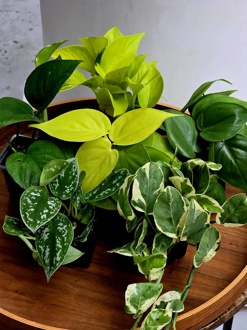 Set of 6 Vining Pothos & Philolendron Assortment in 3” Nursery Pots - Live Indoor Plant Bundle - Trailing Houseplant Collection