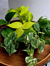 Set of 6 Vining Pothos & Philolendron Assortment in 3” Nursery Pots - Live Indoor Plant Bundle - Trailing Houseplant Collection