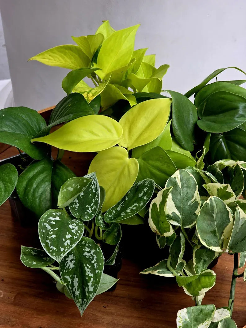 Set of 6 Vining Pothos & Philolendron Assortment in 3” Nursery Pots - Live Indoor Plant Bundle - Trailing Houseplant Collection