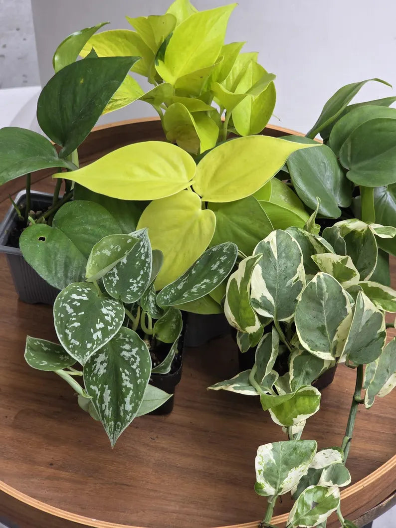 Set of 6 Vining Pothos & Philolendron Assortment in 3” Nursery Pots - Live Indoor Plant Bundle - Trailing Houseplant Collection