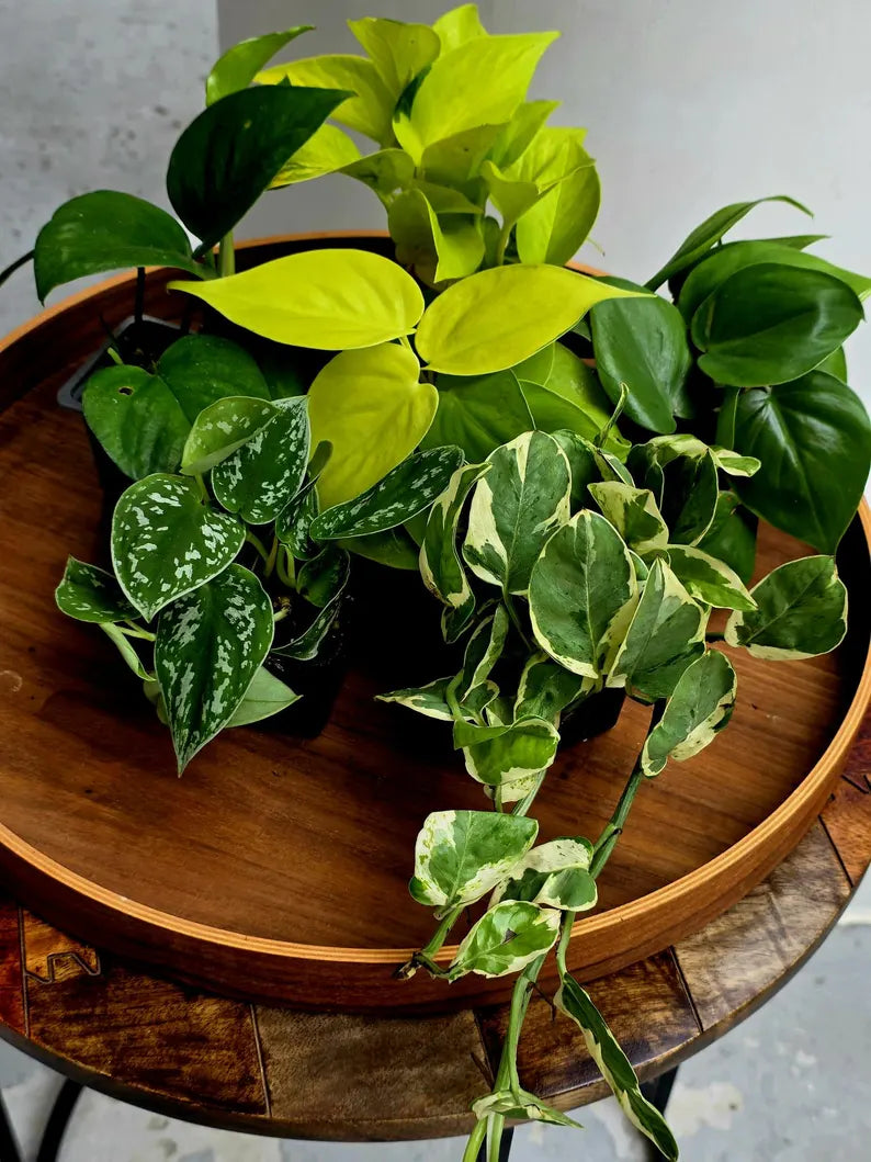 Set of 6 Vining Pothos & Philolendron Assortment in 3” Nursery Pots - Live Indoor Plant Bundle - Trailing Houseplant Collection
