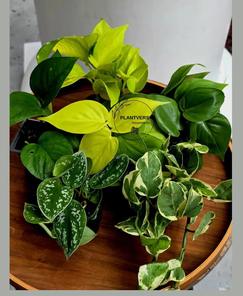 Set of 6 Vining Pothos & Philolendron Assortment in 3” Nursery Pots - Live Indoor Plant Bundle - Trailing Houseplant Collection