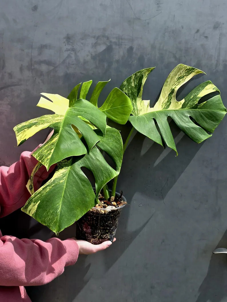 Monstera Aurea Variegated Borsigiana in a Nursery Pot - Rare Monstera Marmota - SAME Plant - US Seller