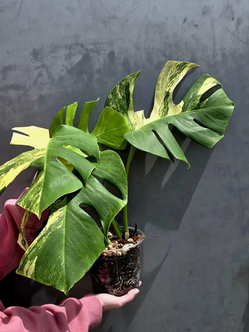 Monstera Aurea Variegated Borsigiana in a Nursery Pot - Rare Monstera Marmota - SAME Plant - US Seller
