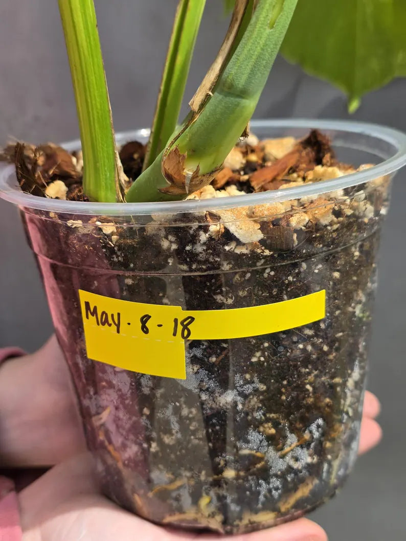 Monstera Aurea Variegated Borsigiana in a Nursery Pot - Rare Monstera Marmota - SAME Plant - US Seller