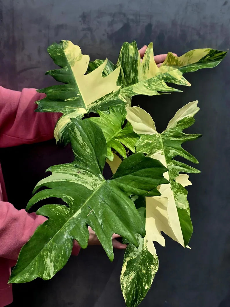 Variegated Philodendron Florida Beauty x Mayoi - Extremely Rare Collector Aroid Live Plant - Exact Same Plant - US Seller