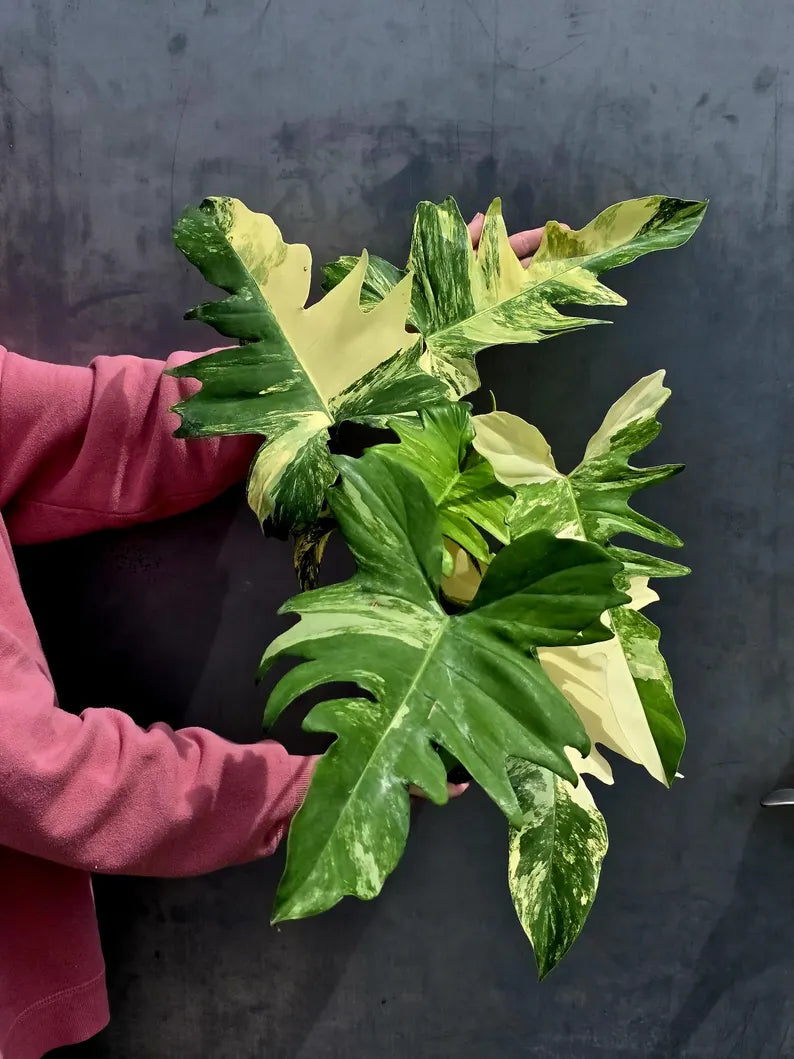 Variegated Philodendron Florida Beauty x Mayoi - Extremely Rare Collector Aroid Live Plant - Exact Same Plant - US Seller