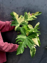 Variegated Philodendron Florida Beauty x Mayoi - Extremely Rare Collector Aroid Live Plant - Exact Same Plant - US Seller