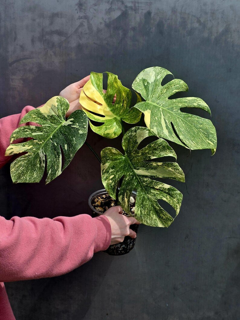 Variegated Monstera Legacy Live Plant - Extremely Rare Monstera Plant - EXACT Plant US Seller
