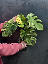 Variegated Monstera Legacy Live Plant - Extremely Rare Monstera Plant - EXACT Plant US Seller