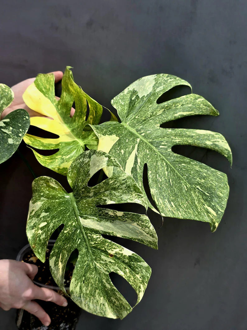 Variegated Monstera Legacy Live Plant - Extremely Rare Monstera Plant - EXACT Plant US Seller