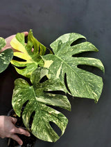 Variegated Monstera Legacy Live Plant - Extremely Rare Monstera Plant - EXACT Plant US Seller