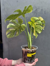 Variegated Monstera Legacy Live Plant - Extremely Rare Monstera Plant - EXACT Plant US Seller