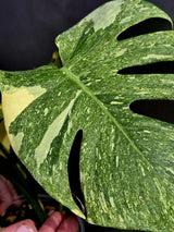 Variegated Monstera Legacy Live Plant - Extremely Rare Monstera Plant - EXACT Plant US Seller