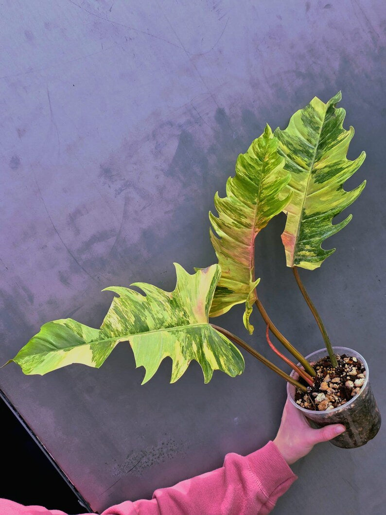 Super Rare Variegated Philodendron Caramel Marble EXACT Plant - Easy Care Indoor Plant - Stunning Collector’s Aroid - Gift Plant - US Seller