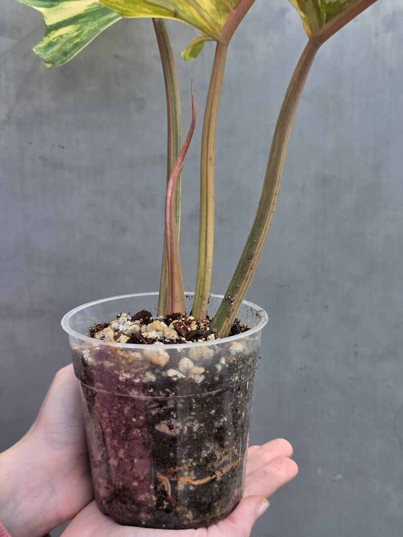 Super Rare Variegated Philodendron Caramel Marble EXACT Plant - Easy Care Indoor Plant - Stunning Collector’s Aroid - Gift Plant - US Seller