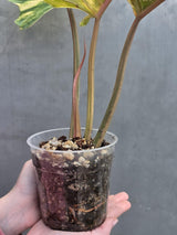 Super Rare Variegated Philodendron Caramel Marble EXACT Plant - Easy Care Indoor Plant - Stunning Collector’s Aroid - Gift Plant - US Seller