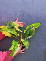 Super Rare Variegated Philodendron Caramel Marble EXACT Plant - Easy Care Indoor Plant - Stunning Collector’s Aroid - Gift Plant - US Seller